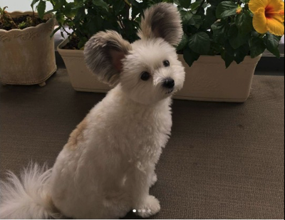Maltese online papillon mix